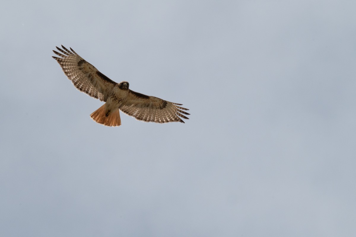 Red-tailed Hawk - ML619579424
