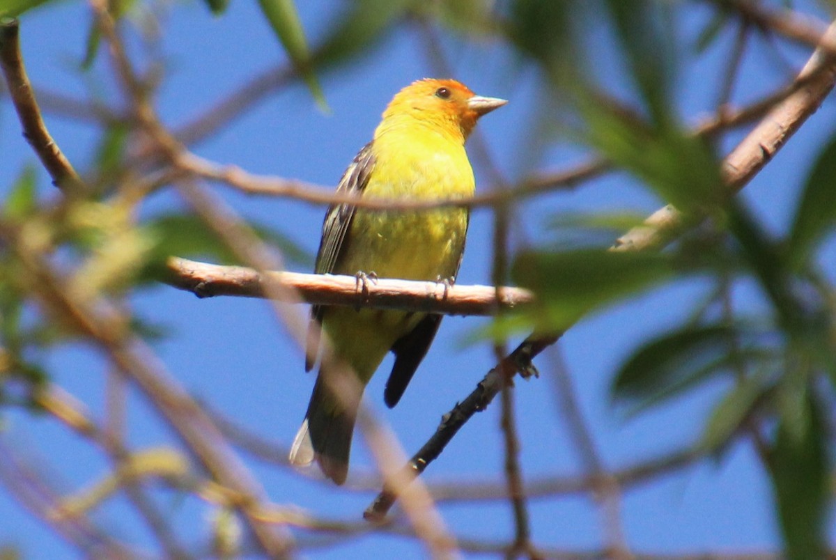 Western Tanager - ML619579425