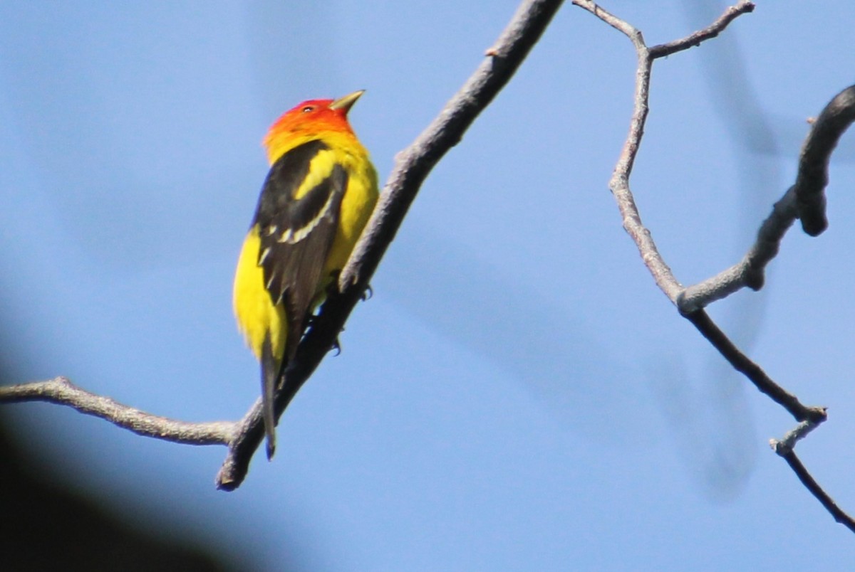 Western Tanager - ML619579450