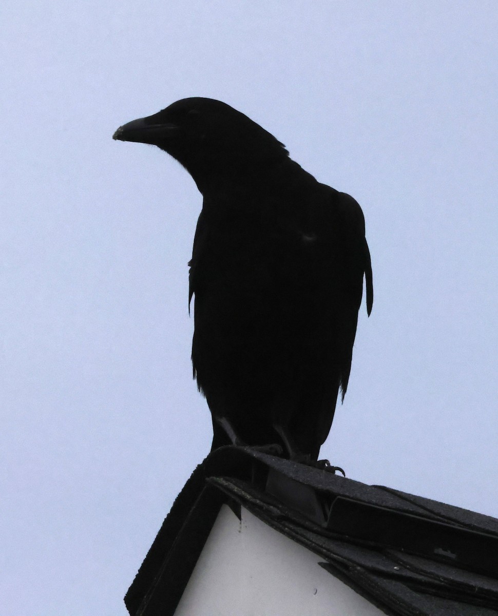 American Crow - ML619579526