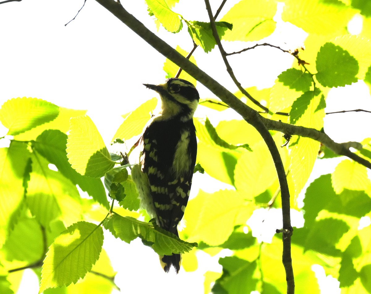 Downy Woodpecker - ML619579533