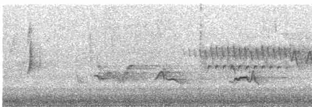 ネズミメジロハエトリ - ML619579578