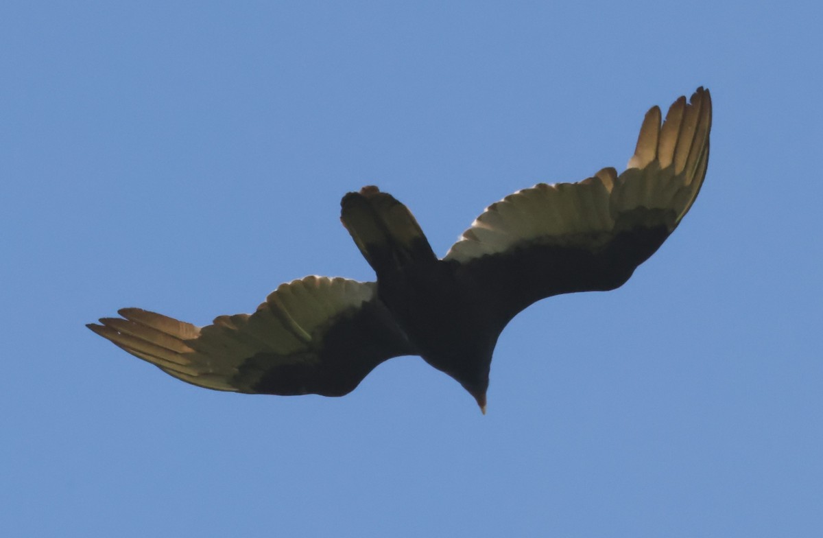 kondor krocanovitý (ssp. aura/septentrionalis) - ML619579608