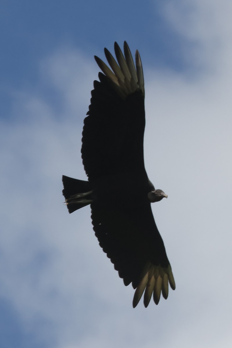 Black Vulture - ML619579612