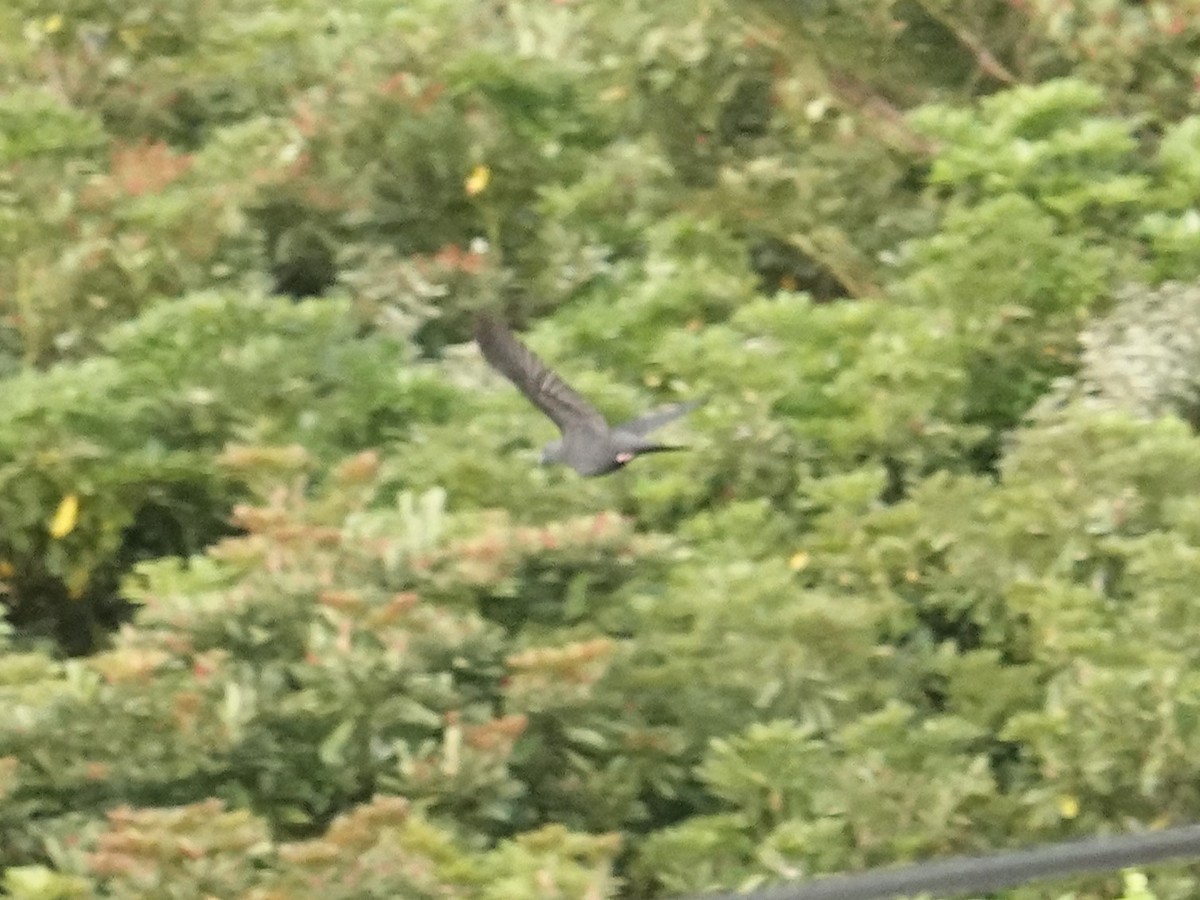 Black Wood-Pigeon - ML619579617