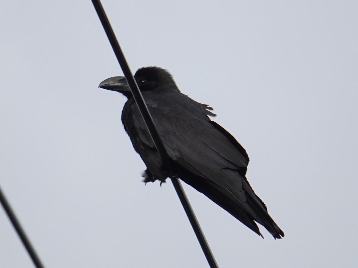 Large-billed Crow - ML619579637