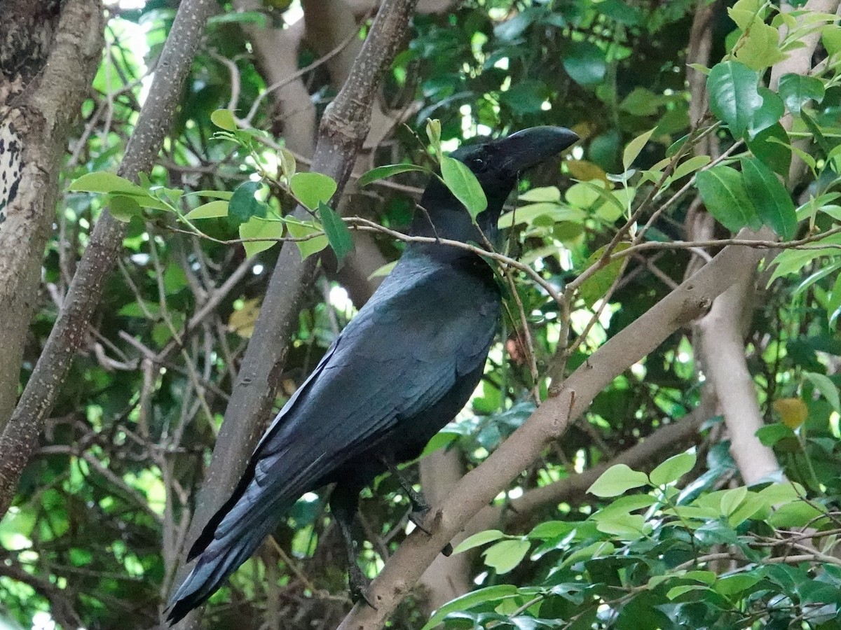 Large-billed Crow - ML619579638