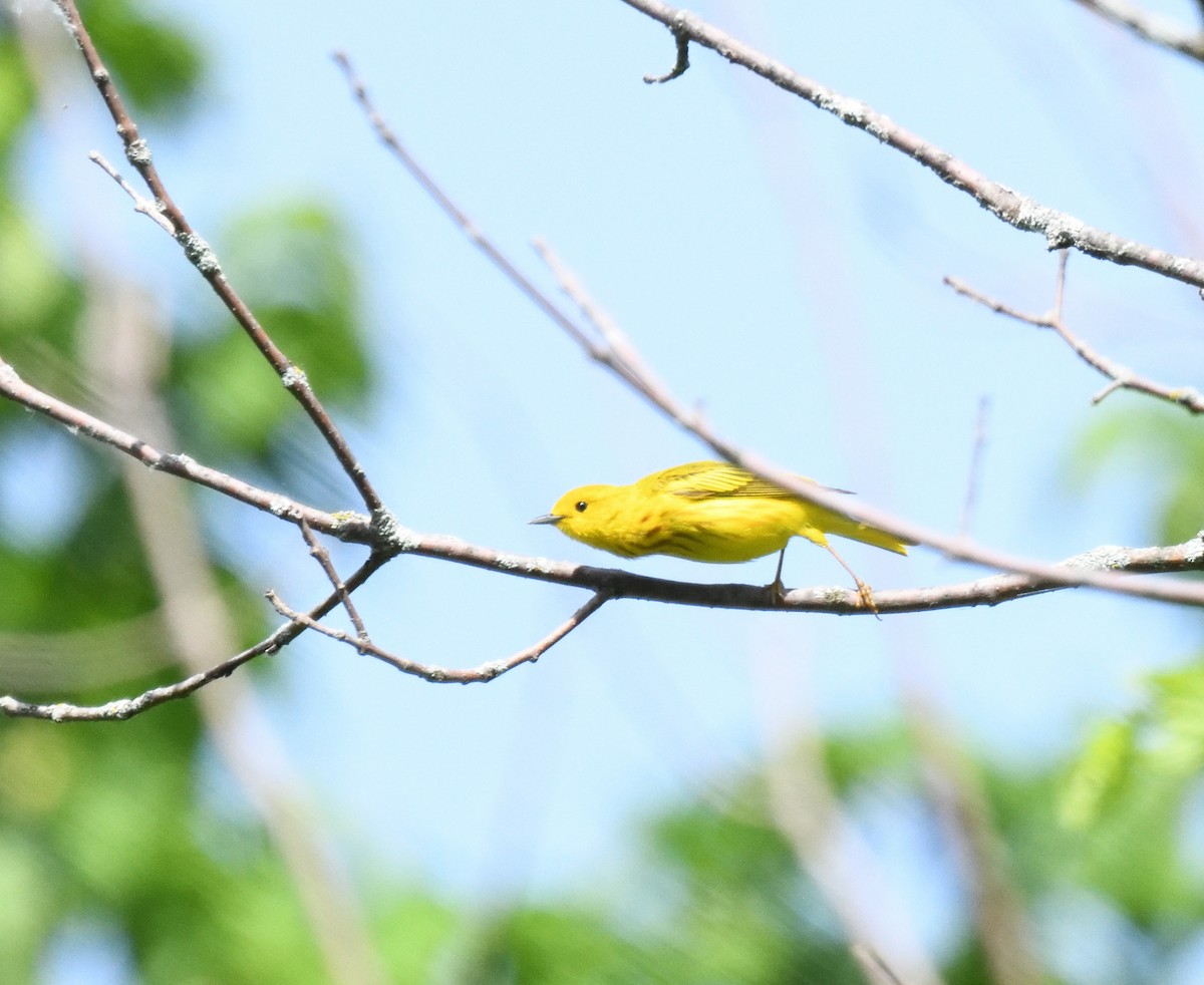 Yellow Warbler - ML619579743