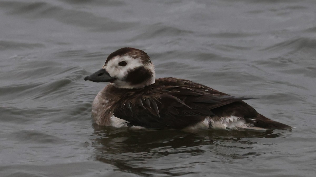 Long-tailed Duck - ML619579760