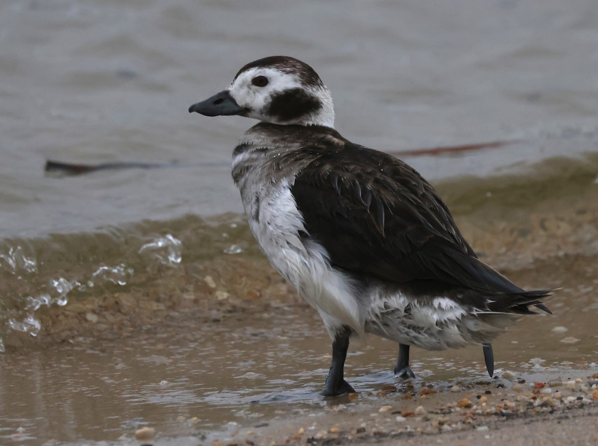 Long-tailed Duck - ML619579762