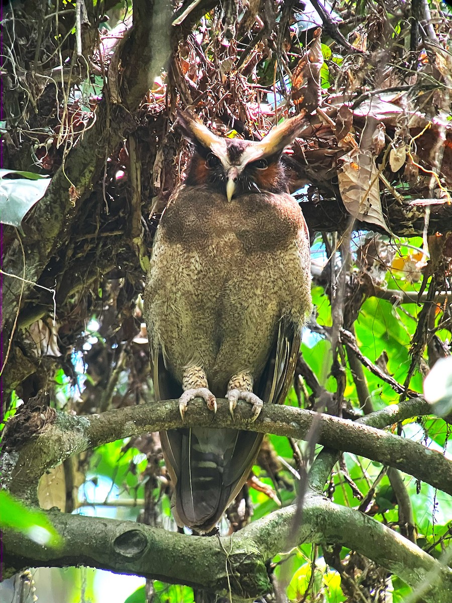Crested Owl - ML619579765