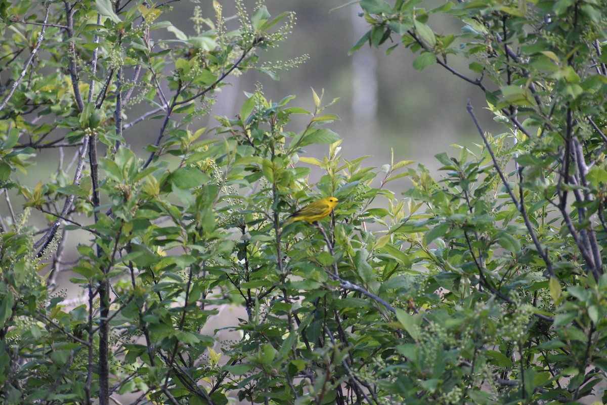 Yellow Warbler - ML619579779