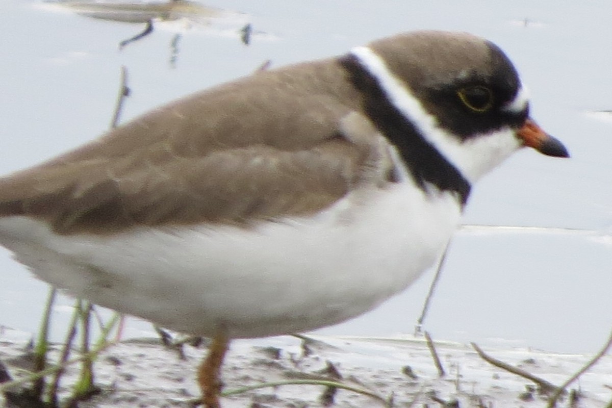 Semipalmated Plover - ML619579784