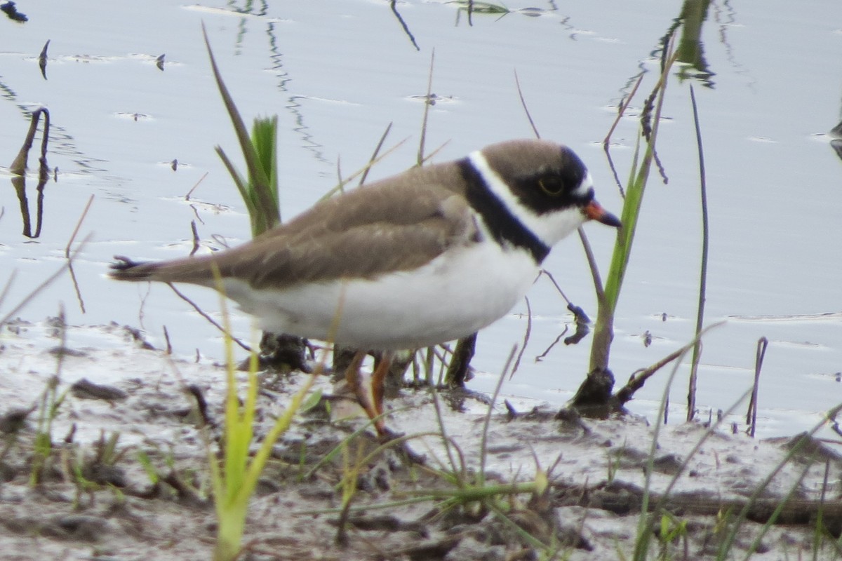 Semipalmated Plover - ML619579785