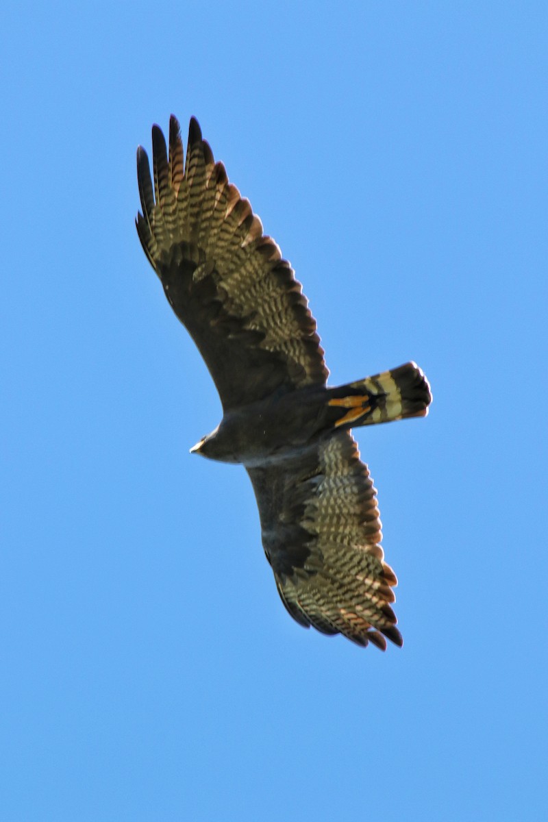 Zone-tailed Hawk - ML619579830