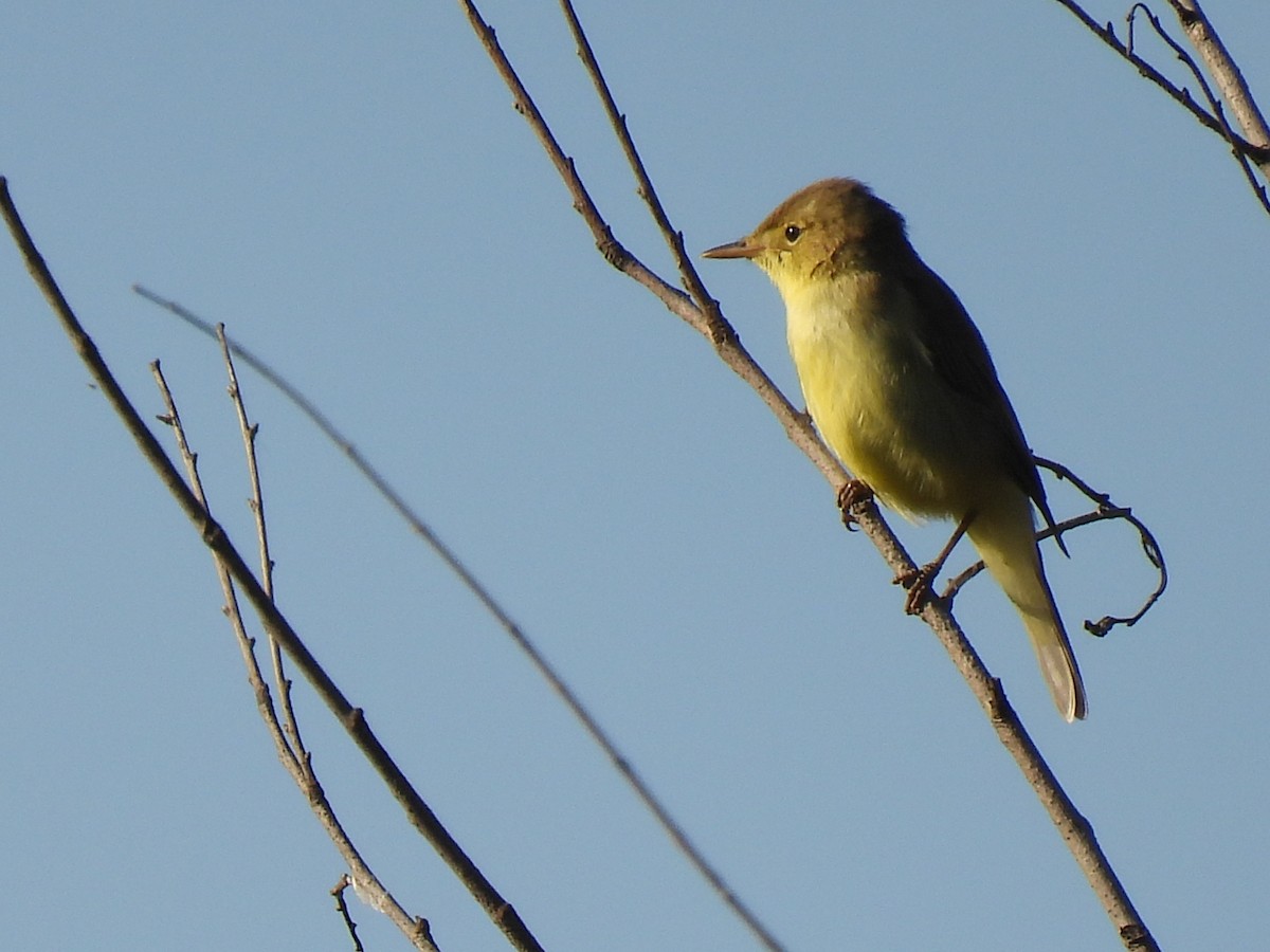 Melodious Warbler - ML619579839