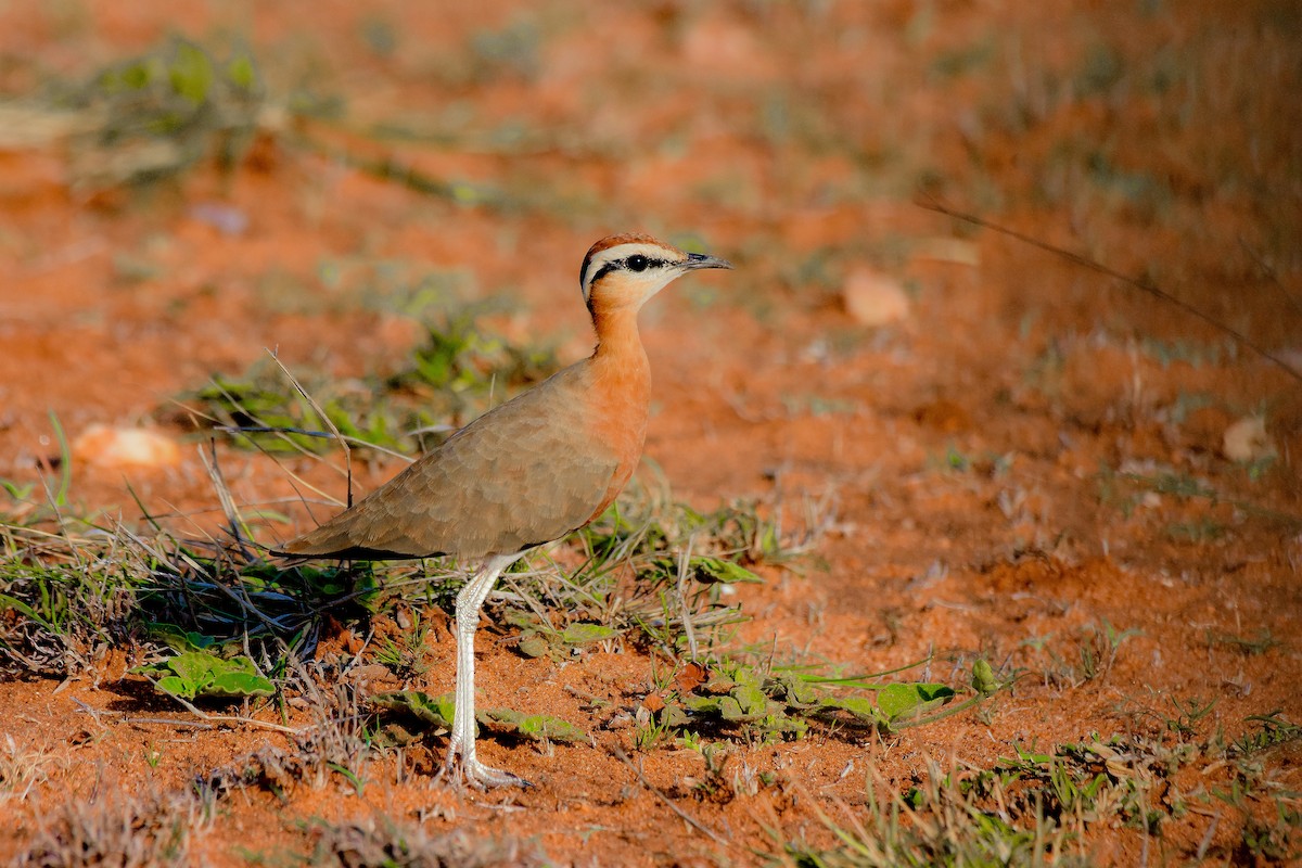 Indian Courser - ML619579849