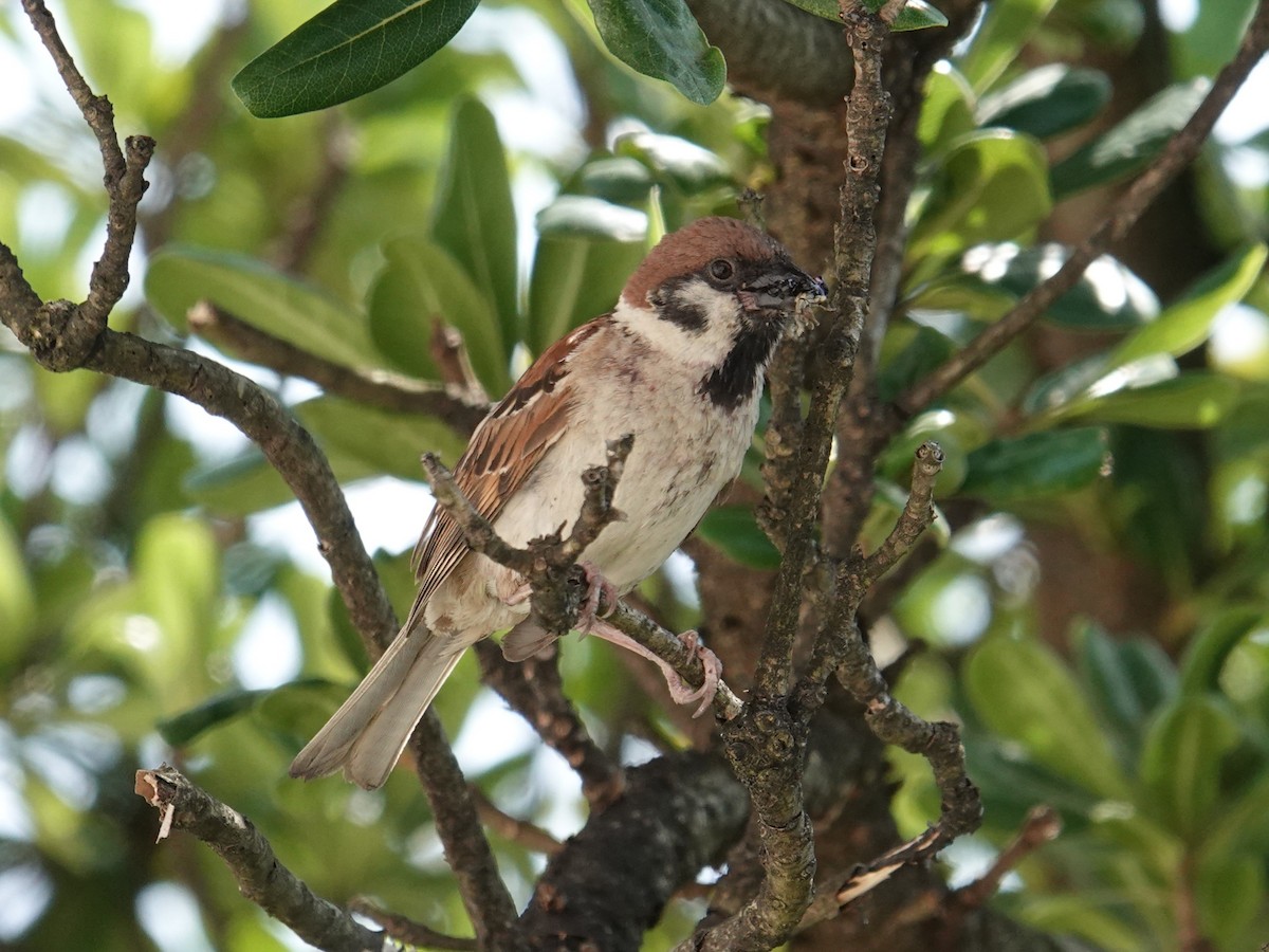 Eurasian Tree Sparrow - ML619579887