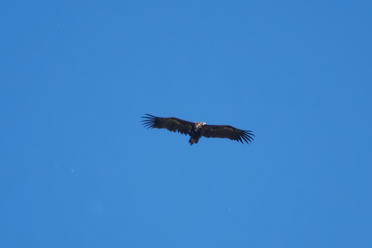 Cinereous Vulture - ML619579922