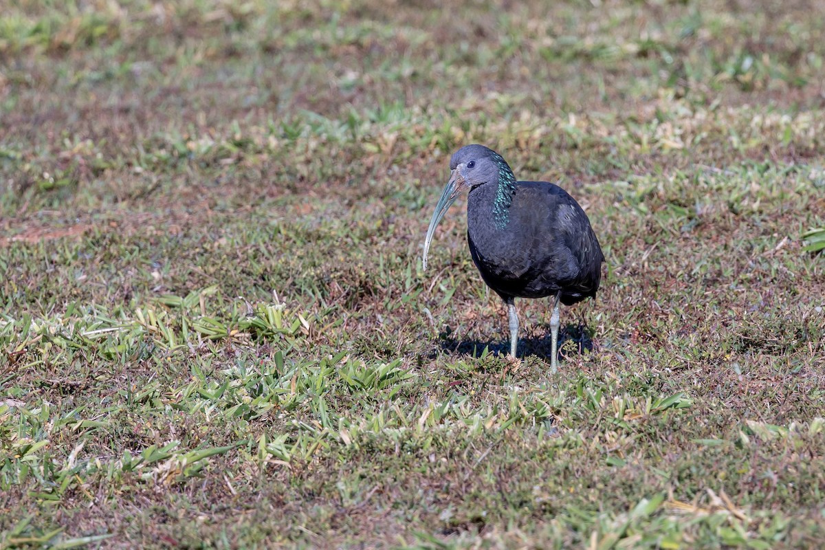 ibis zelený - ML619579924