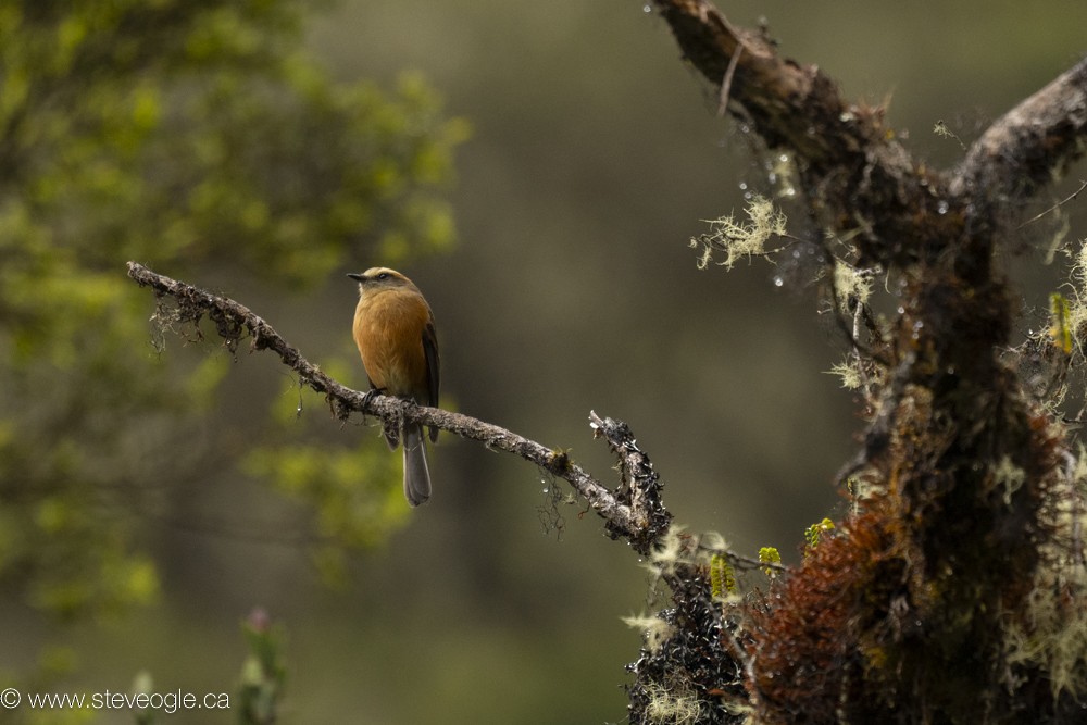 Brown-backed Chat-Tyrant - ML619579939