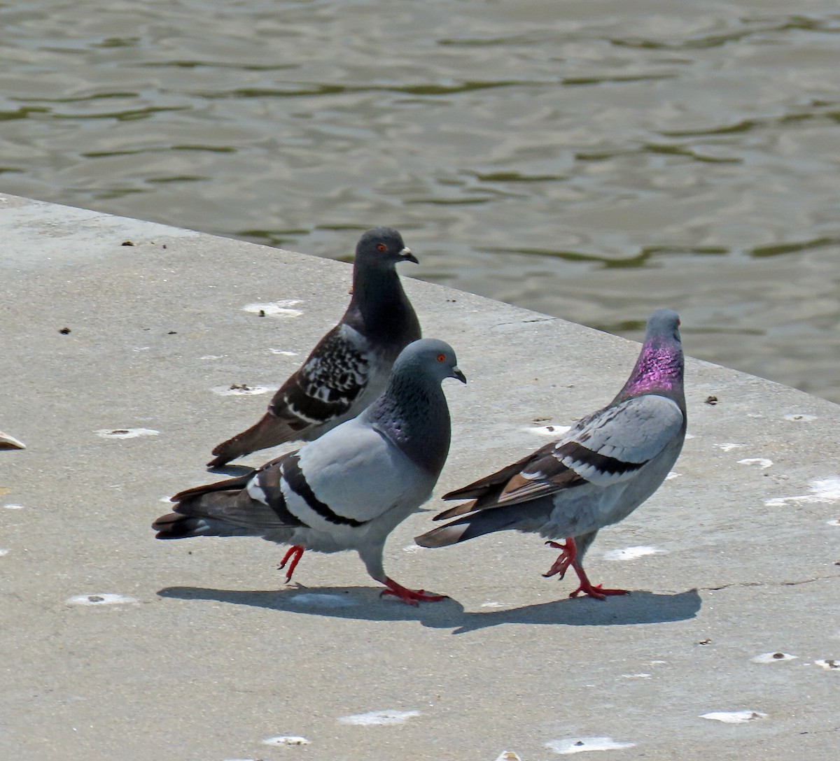 Rock Pigeon (Feral Pigeon) - ML619580001