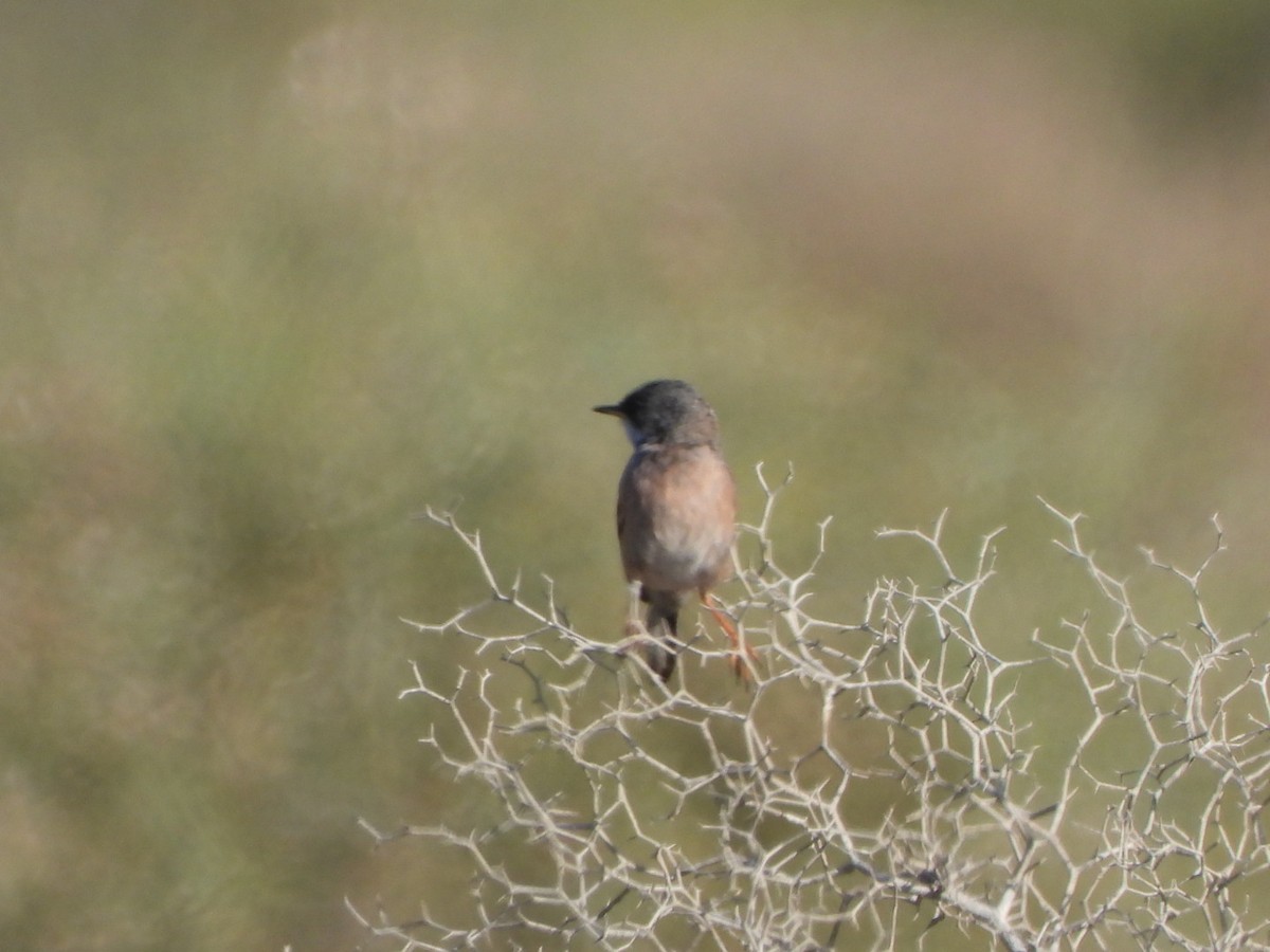 Spectacled Warbler - ML619580043