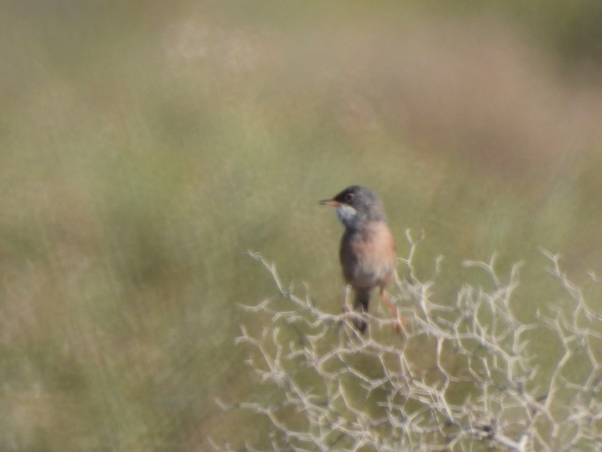Spectacled Warbler - ML619580044