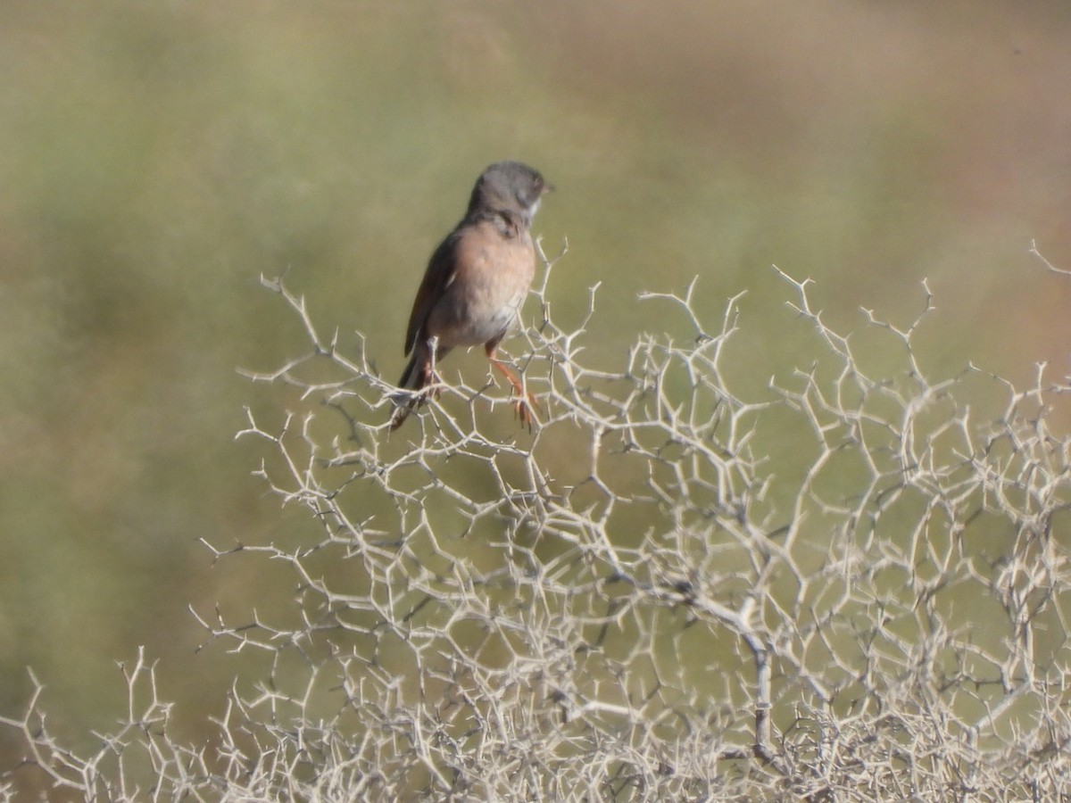 Spectacled Warbler - ML619580046