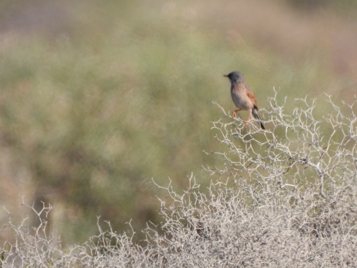 Spectacled Warbler - ML619580047