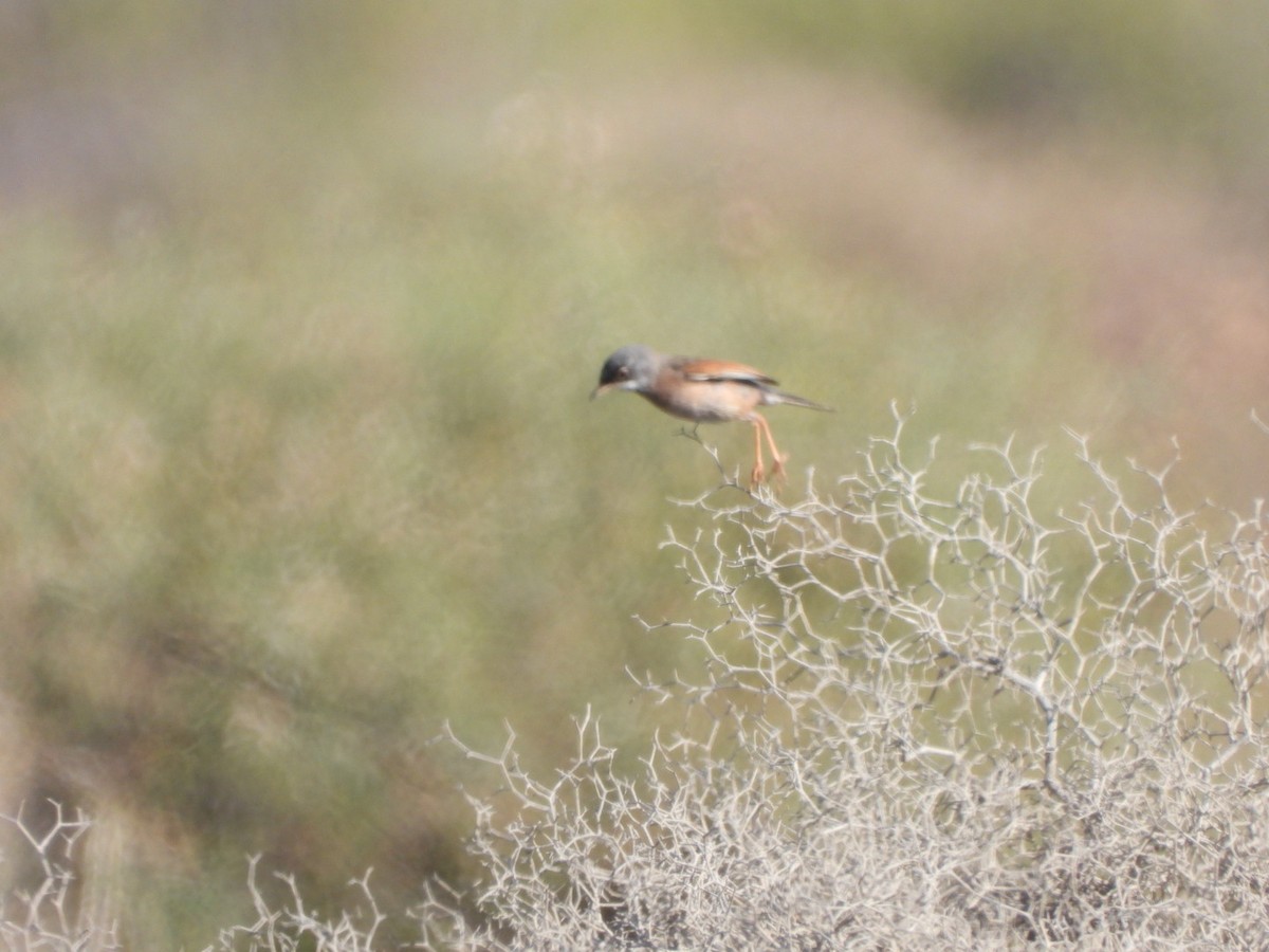 Spectacled Warbler - ML619580048