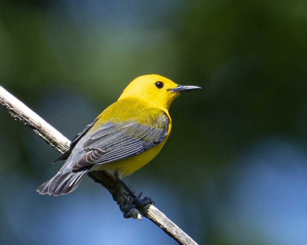 Prothonotary Warbler - ML619580088