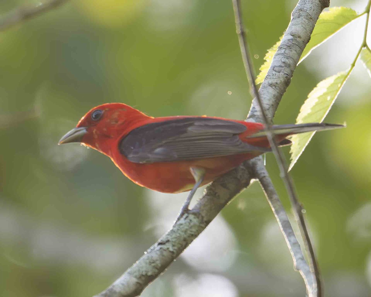 Scarlet Tanager - ML619580102