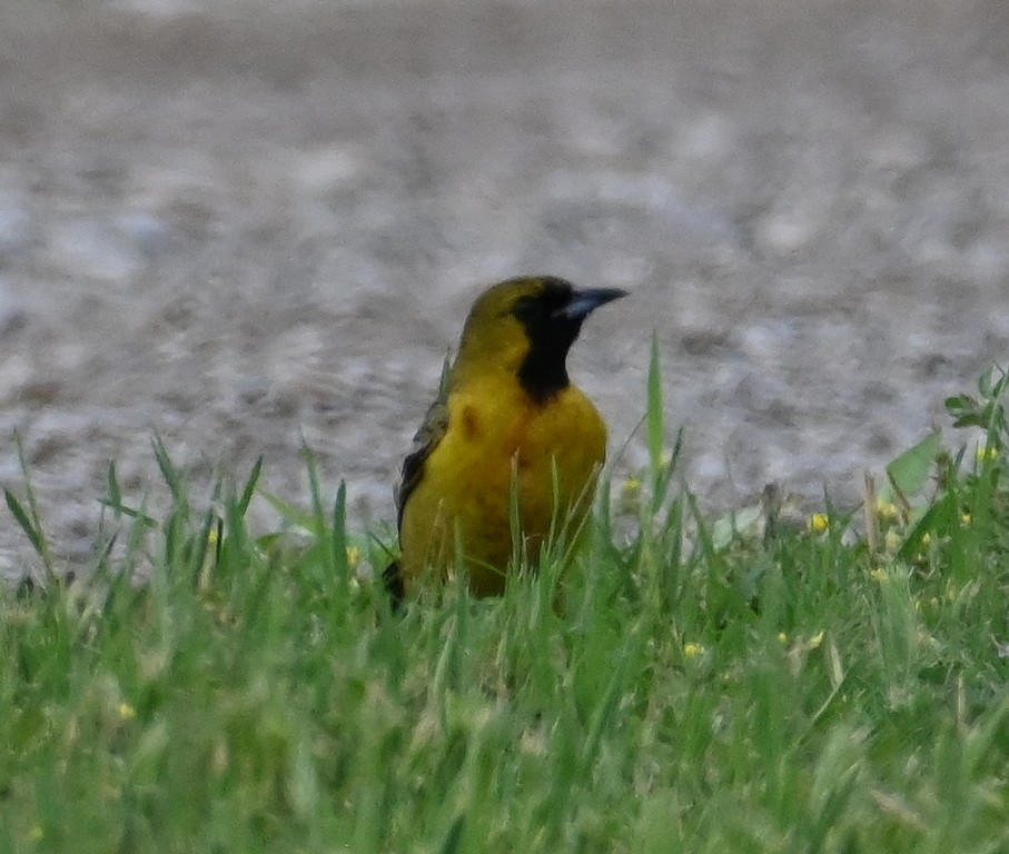 Orchard Oriole - ML619580133