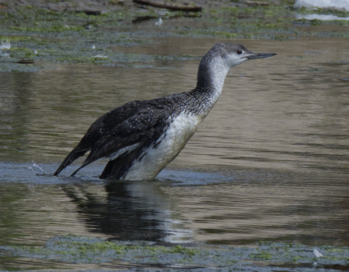 Red-throated Loon - ML619580156