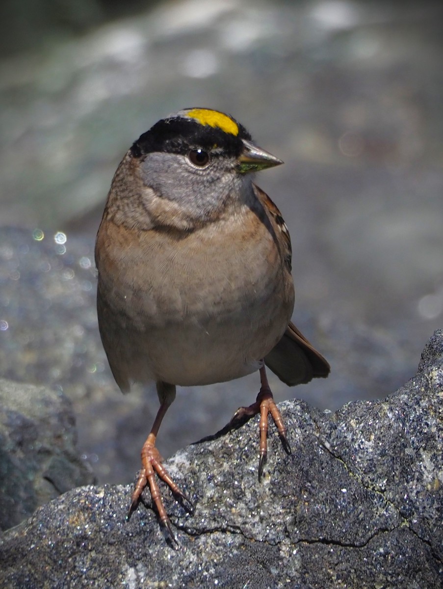 Golden-crowned Sparrow - ML619580164
