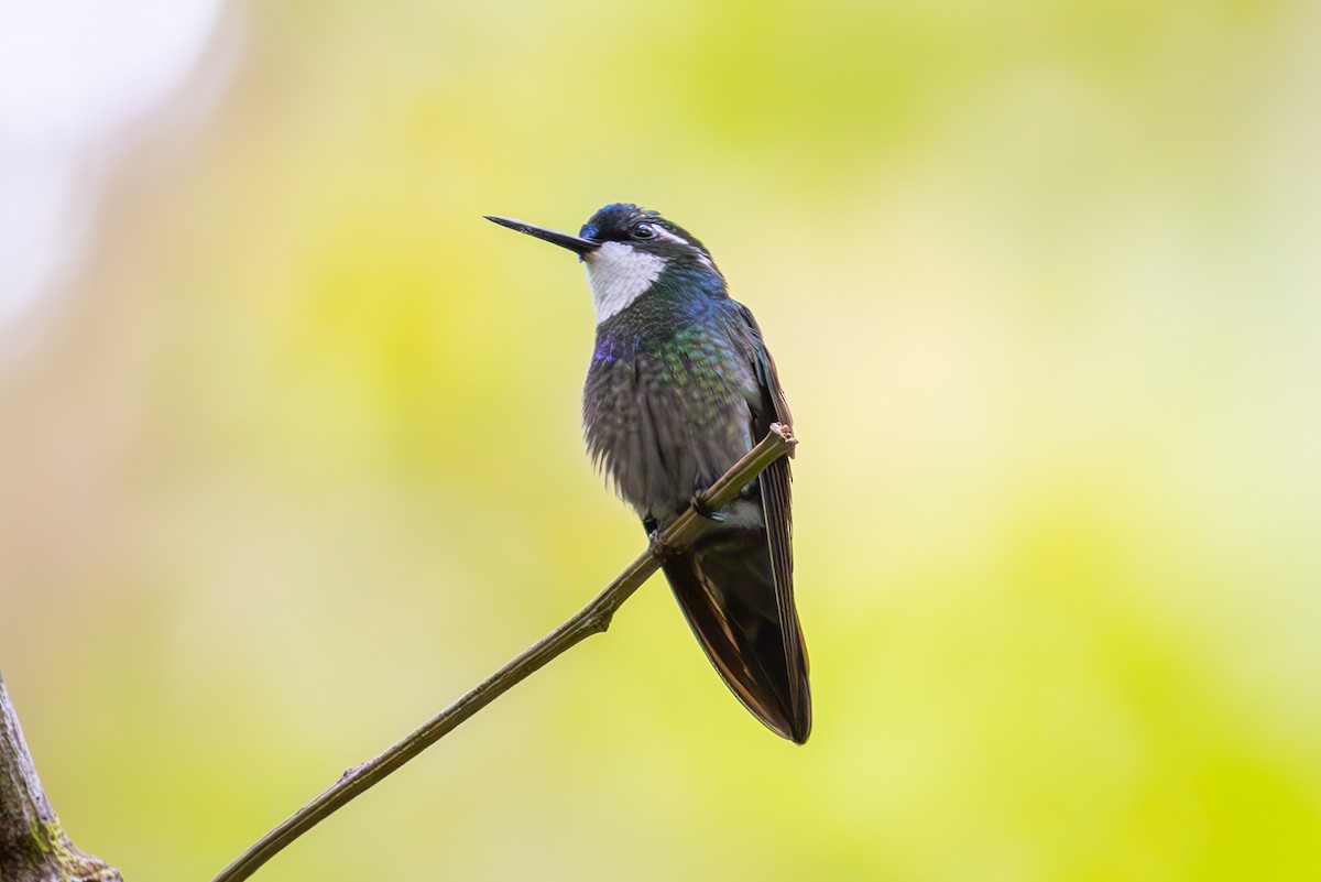 kolibřík pokřovní - ML619580165