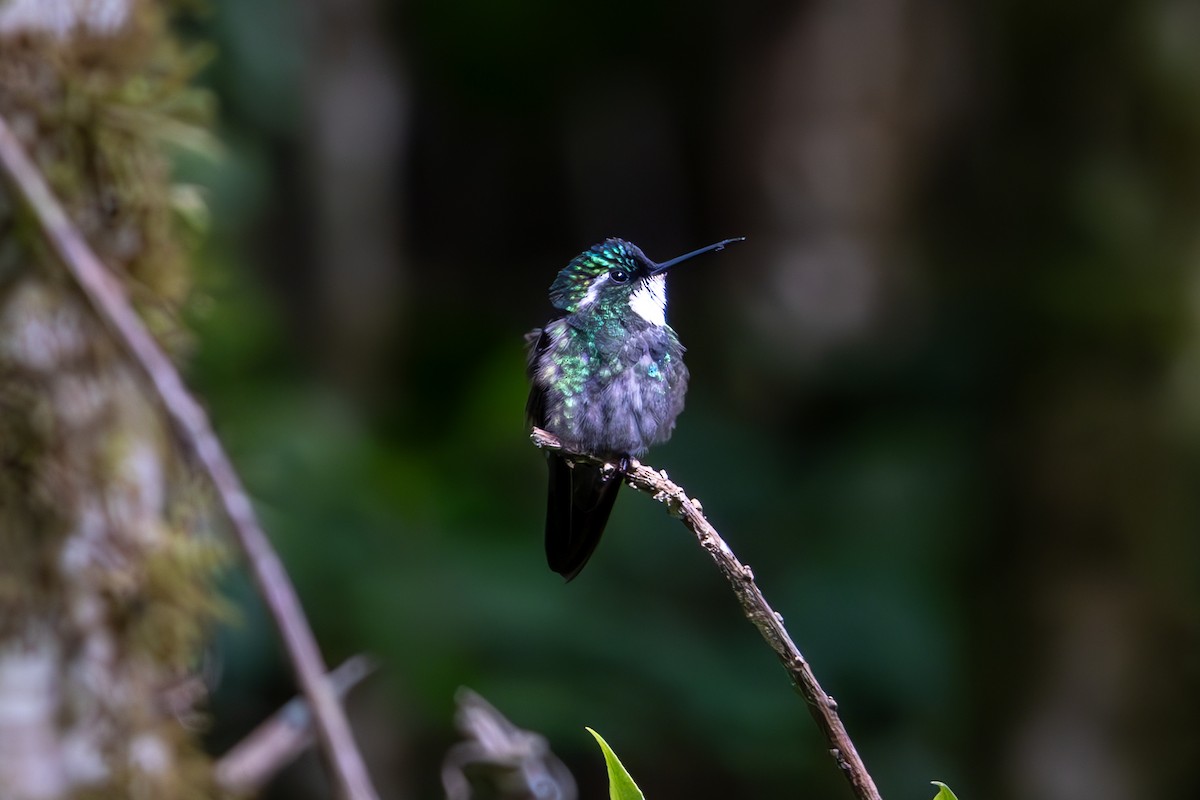 kolibřík pokřovní - ML619580168