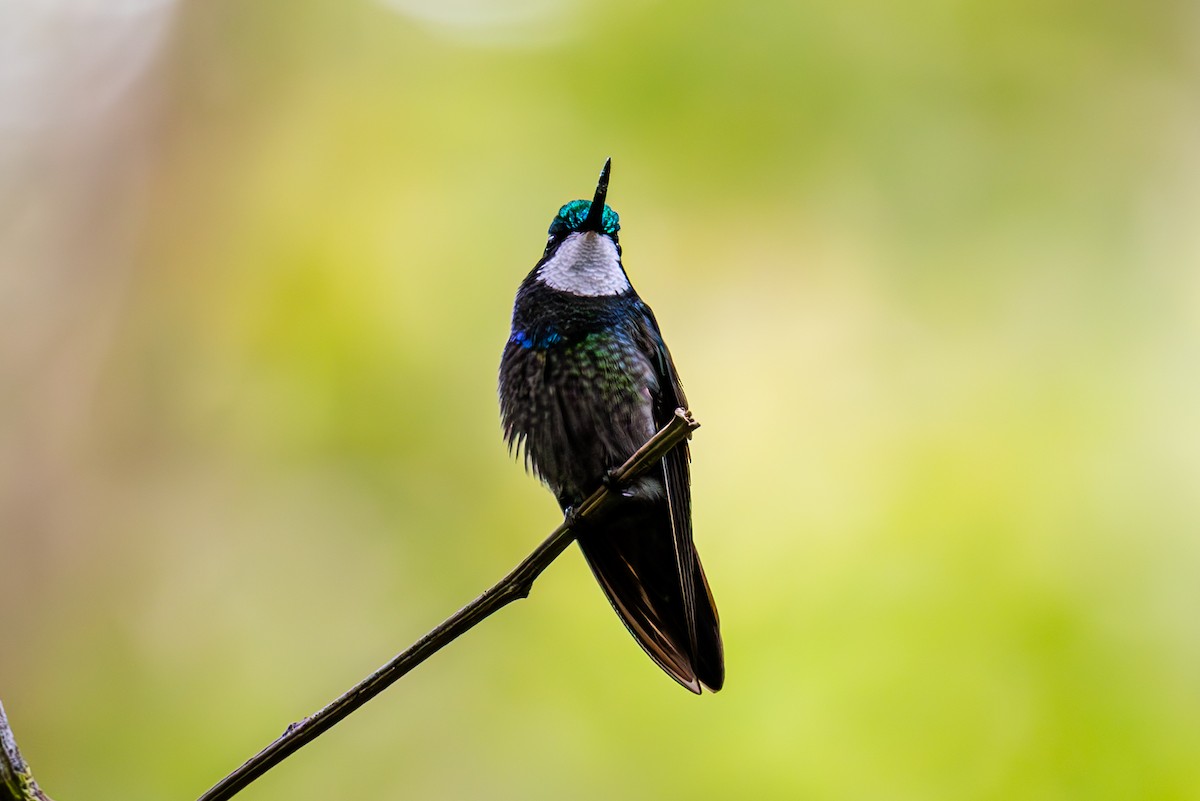 kolibřík pokřovní - ML619580171