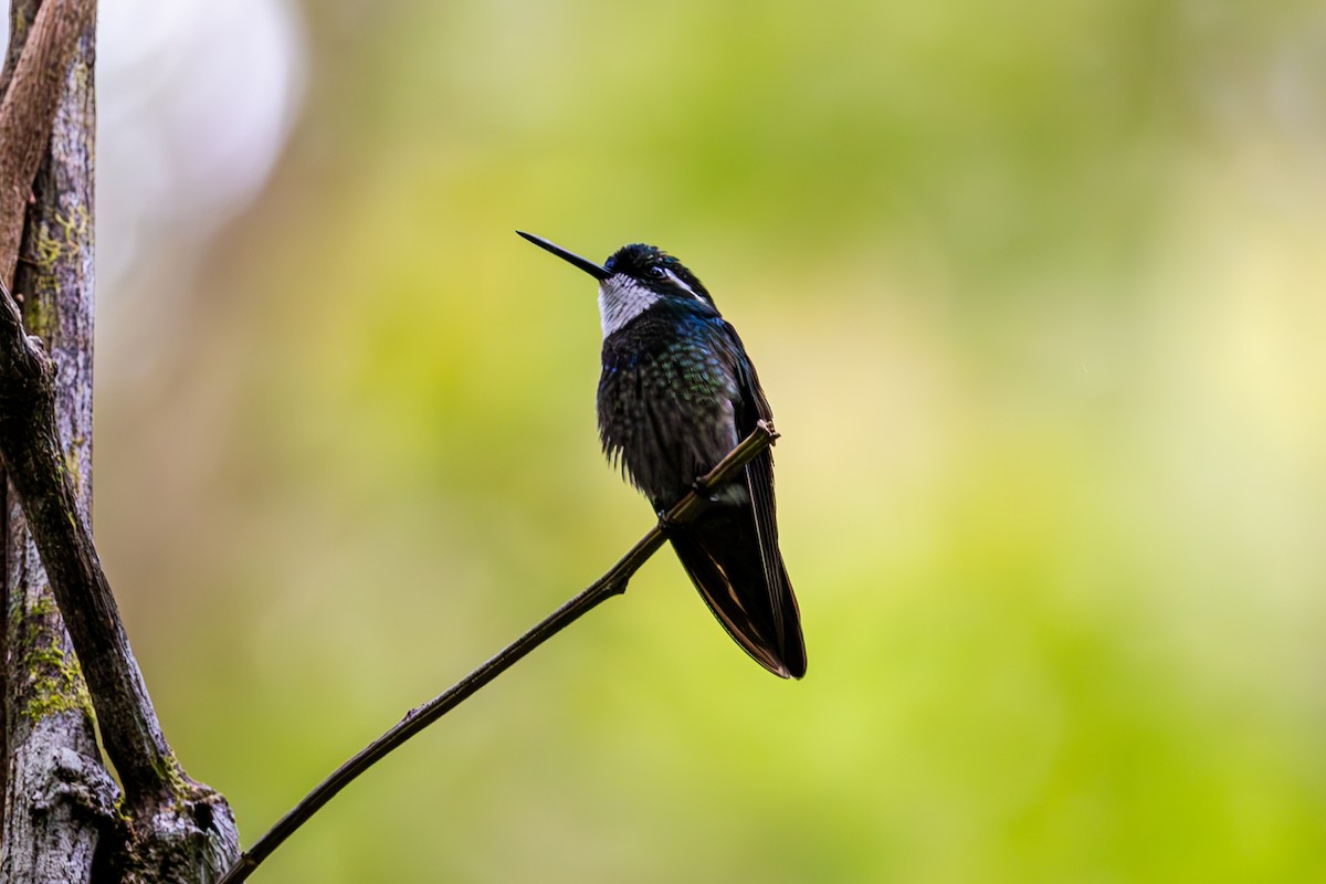 kolibřík pokřovní - ML619580172