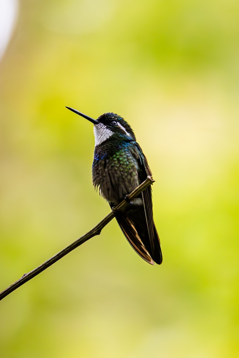 kolibřík pokřovní - ML619580175
