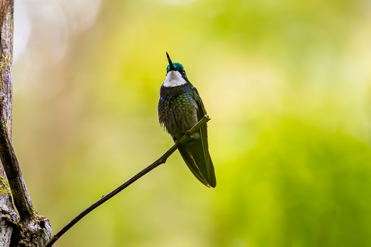 kolibřík pokřovní - ML619580176