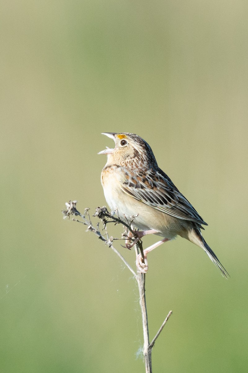 Grasshopper Sparrow - ML619580191
