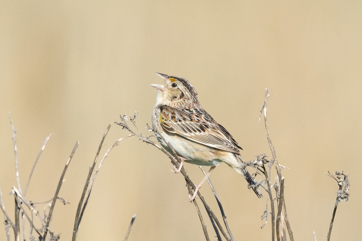 Grasshopper Sparrow - ML619580194