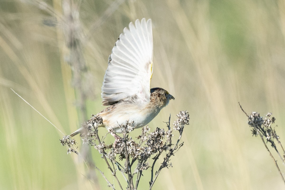 Grasshopper Sparrow - ML619580196