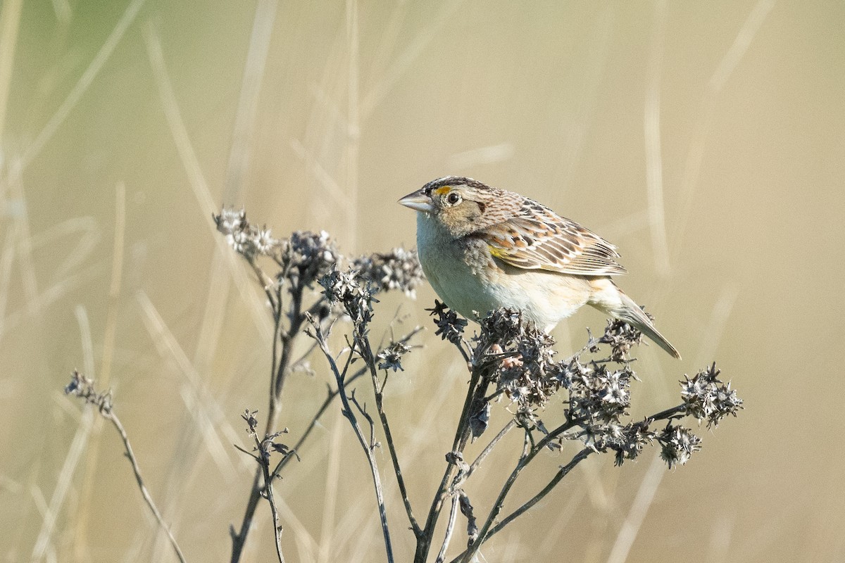 Grasshopper Sparrow - ML619580197
