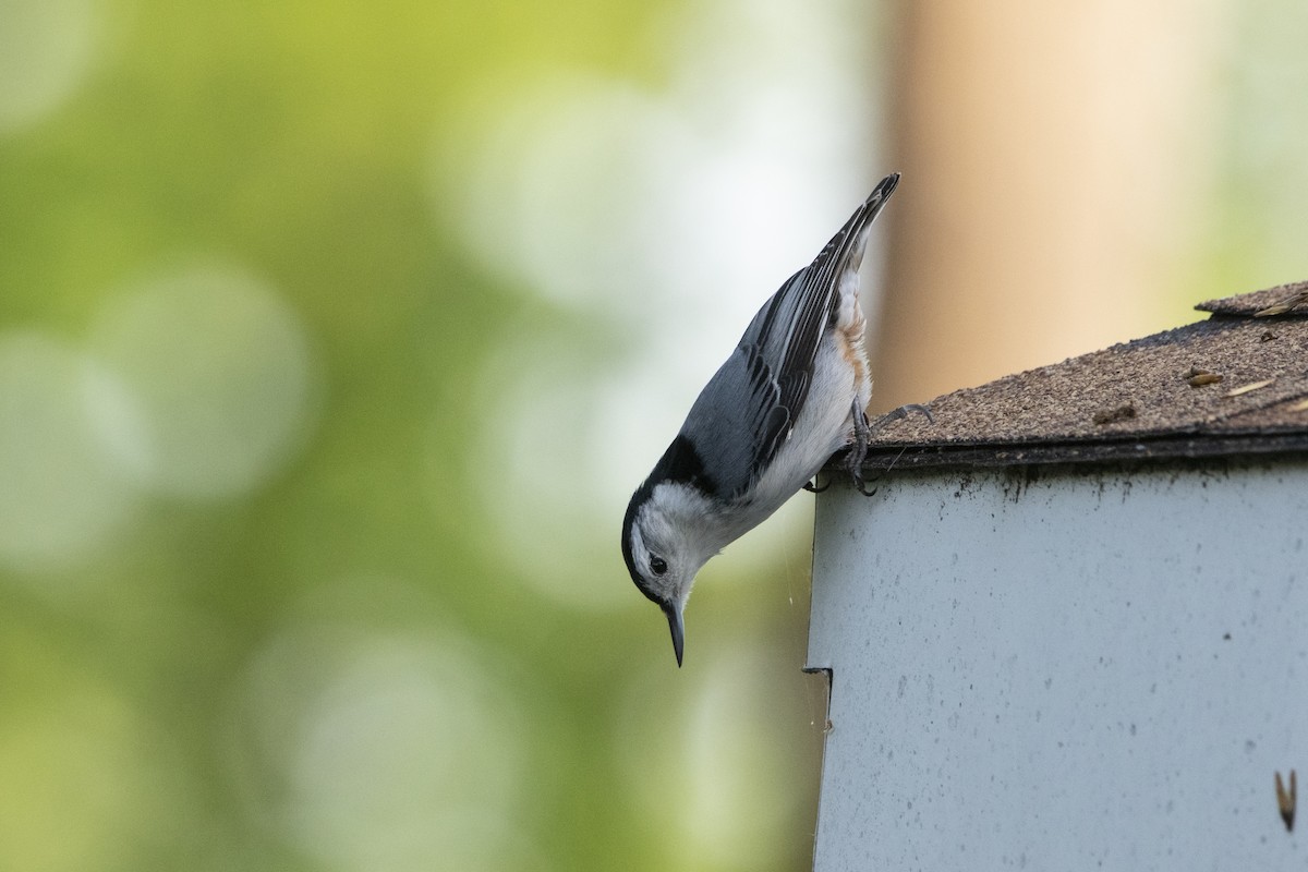 White-breasted Nuthatch - ML619580210