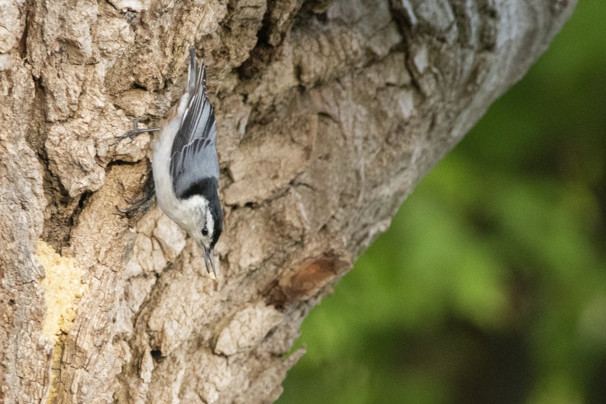 White-breasted Nuthatch - ML619580213
