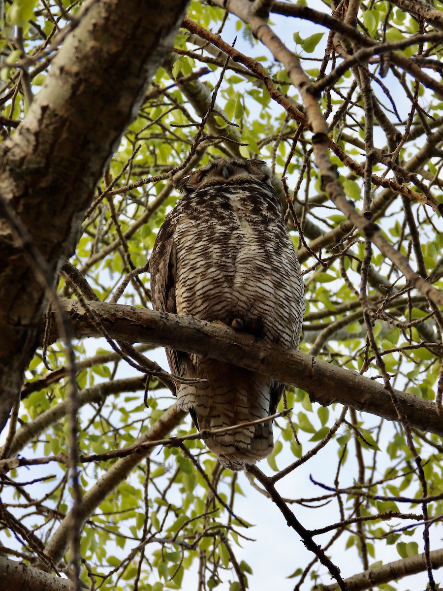 Great Horned Owl - ML619580221