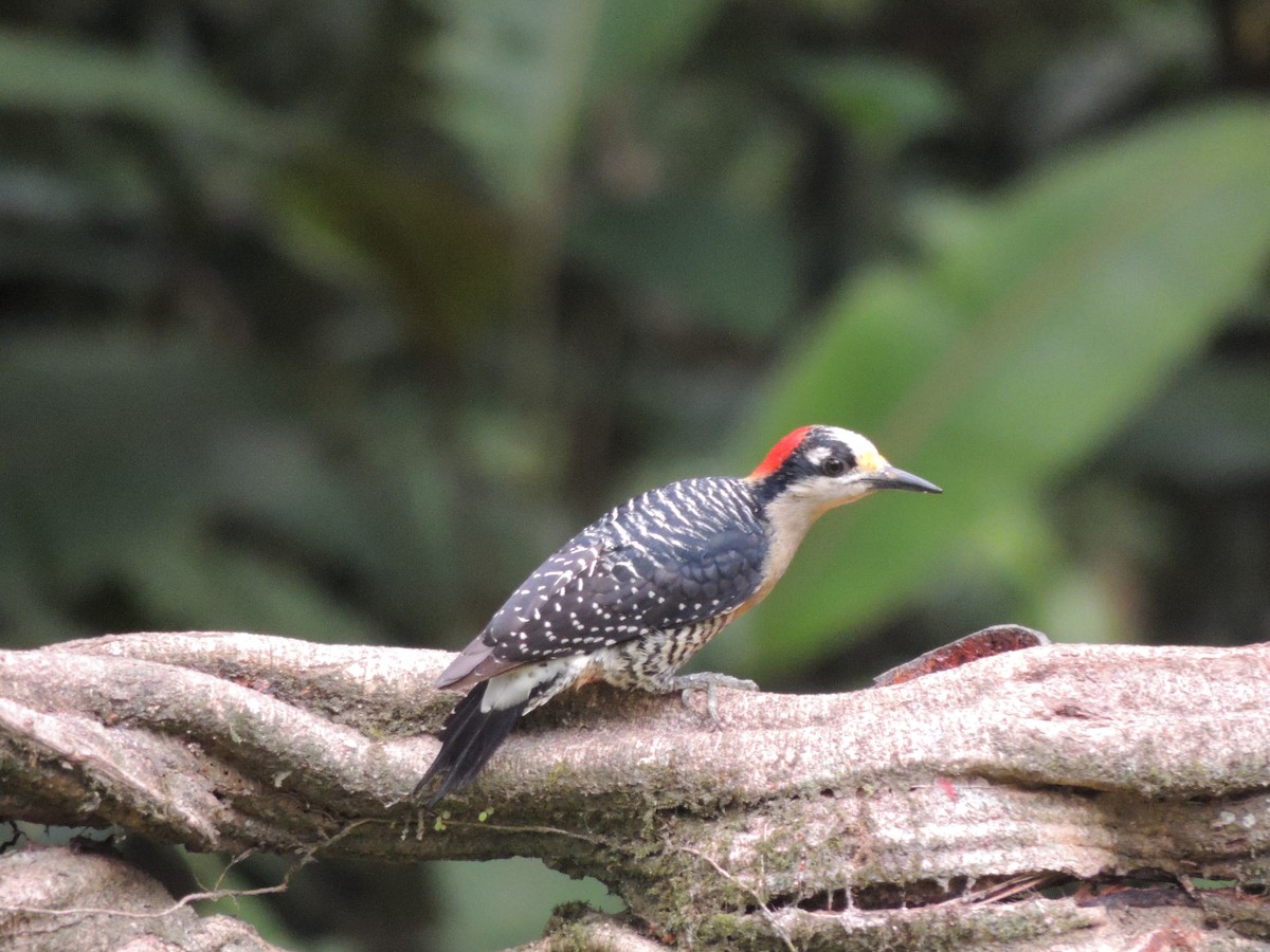Black-cheeked Woodpecker - ML619580247